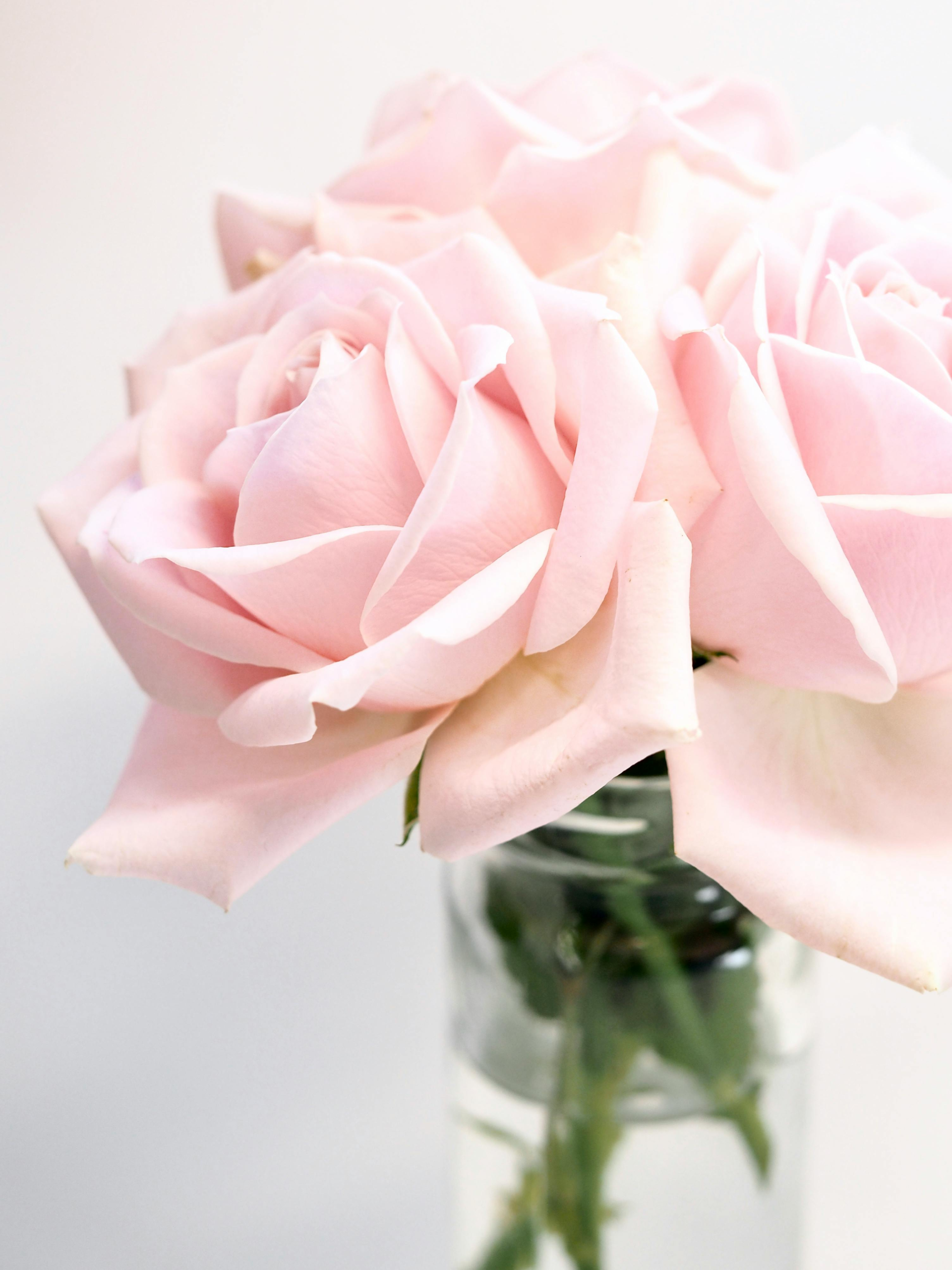 rose cover for story map project